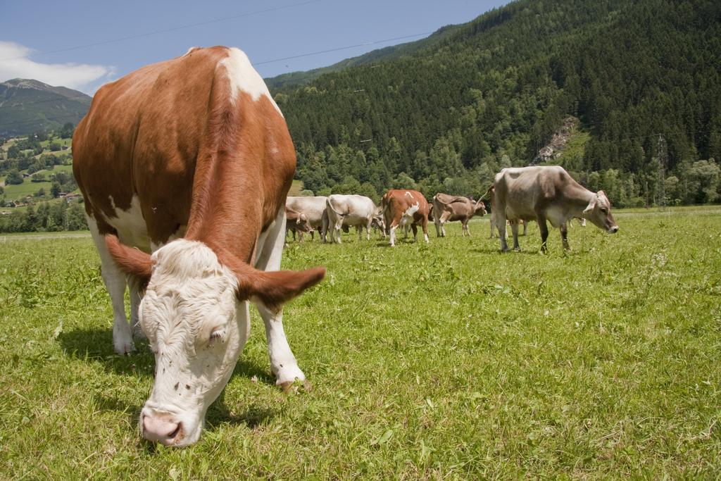 Martlerhof Διαμέρισμα Aschau Im Zillertal Εξωτερικό φωτογραφία