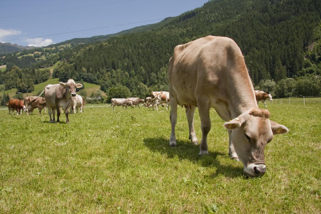 Martlerhof Διαμέρισμα Aschau Im Zillertal Εξωτερικό φωτογραφία