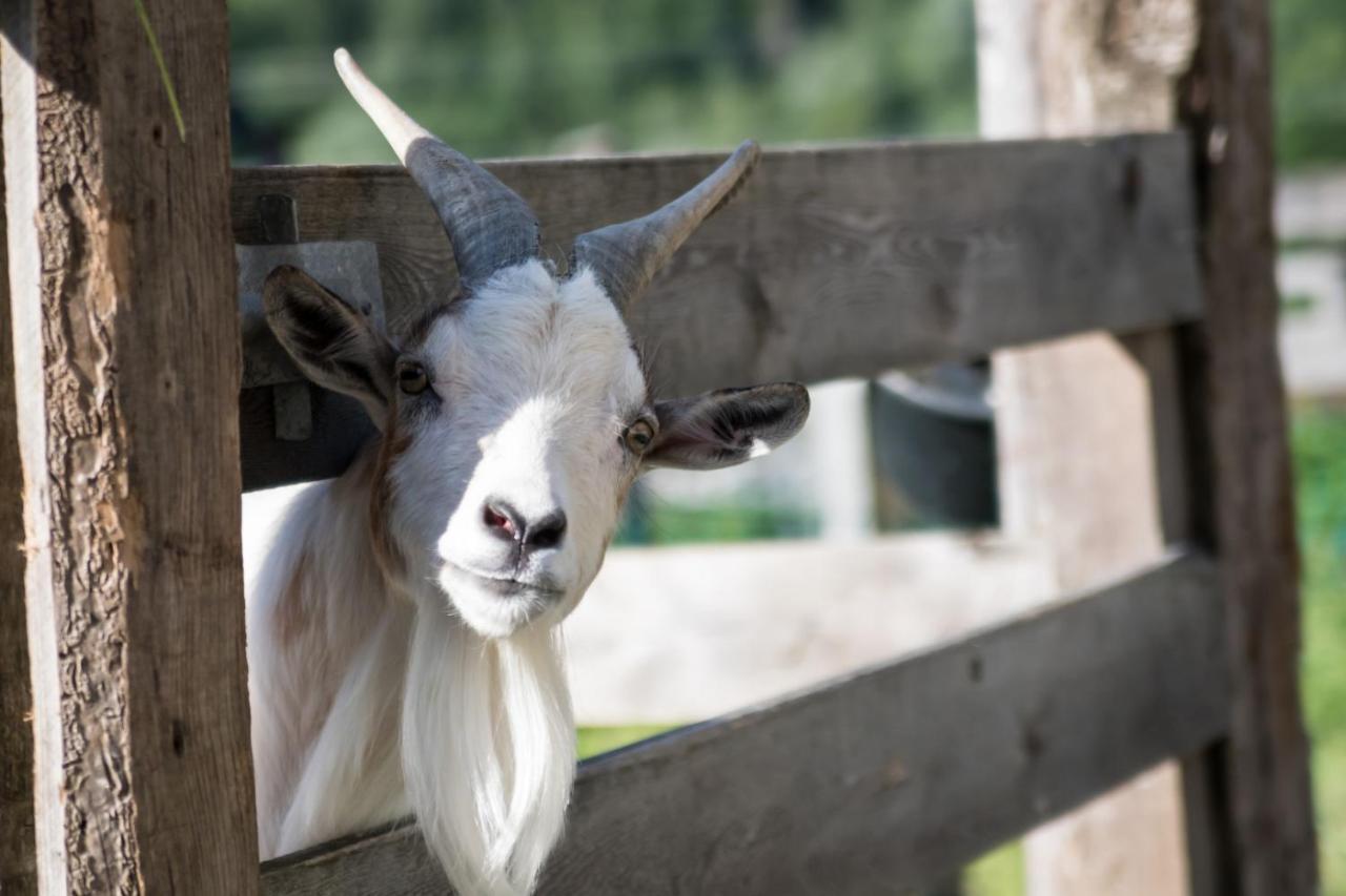 Martlerhof Διαμέρισμα Aschau Im Zillertal Εξωτερικό φωτογραφία